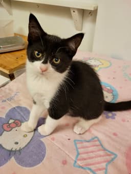 Cat - Mack image 2