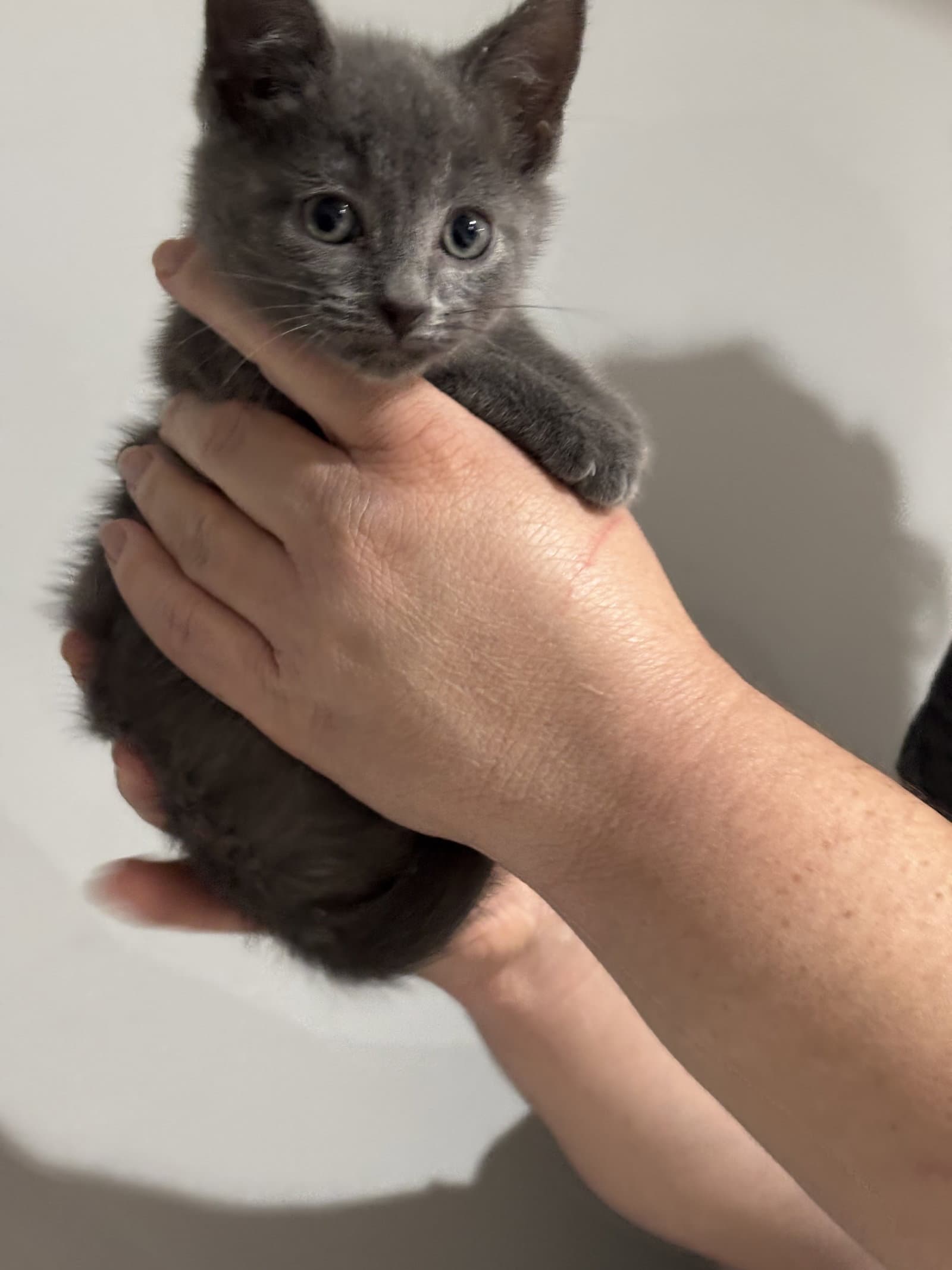 Cat - Nikee - Domestic Short Hair