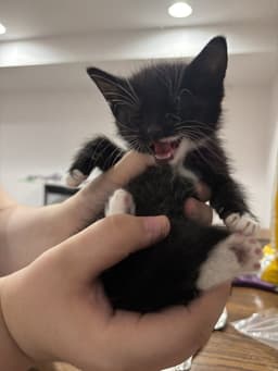 Cat - Nikolai image 2