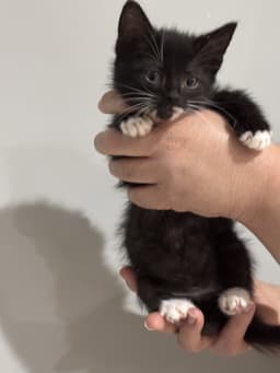 Cat - Nikolai image 1