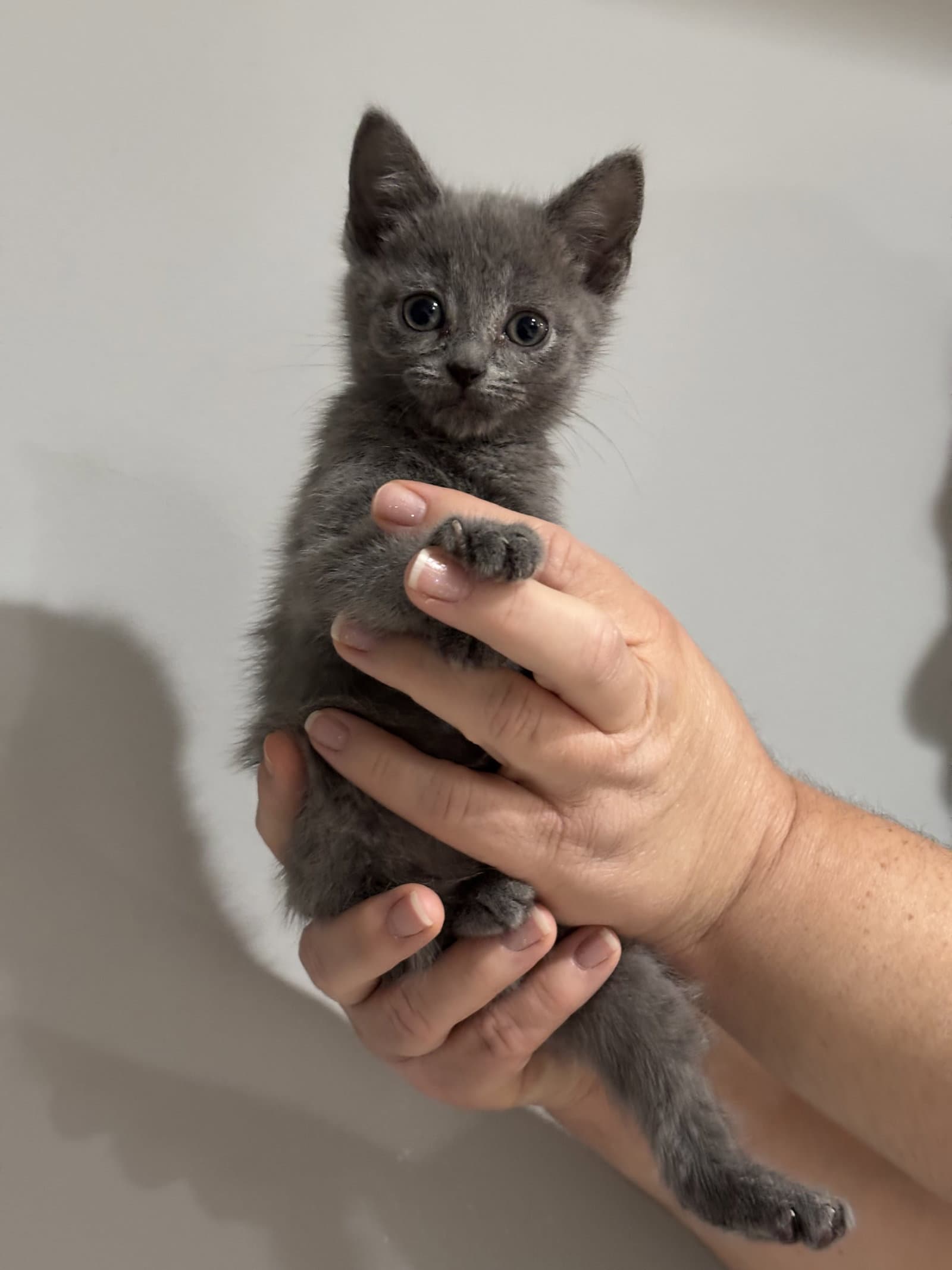 Cat - Nikaelyn - Domestic Short Hair