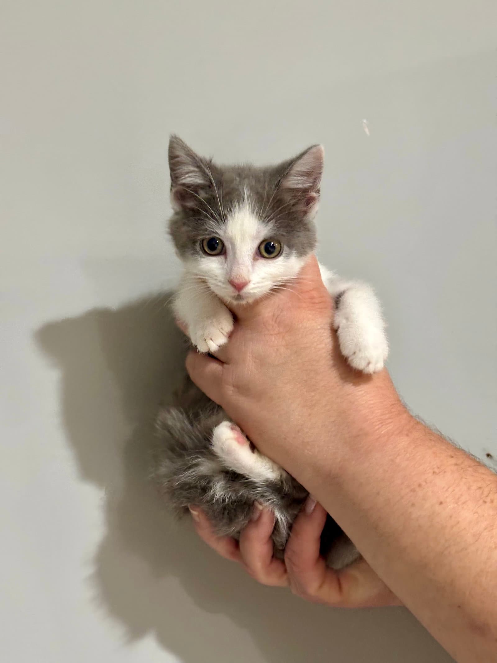 Cat - Nikoya - Domestic Short Hair