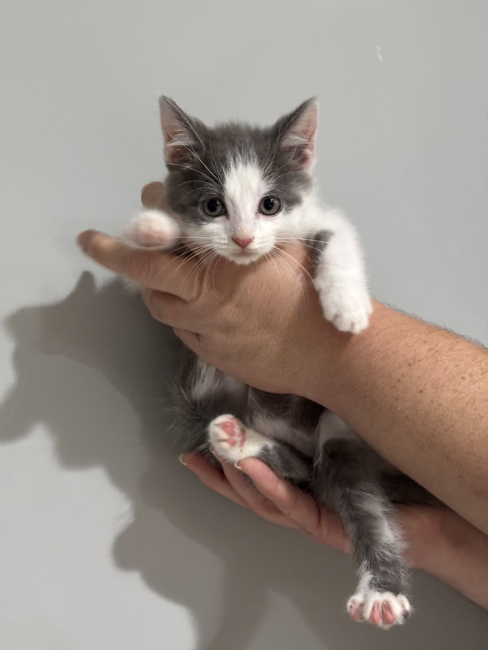Cat - Nikku - Domestic Short Hair