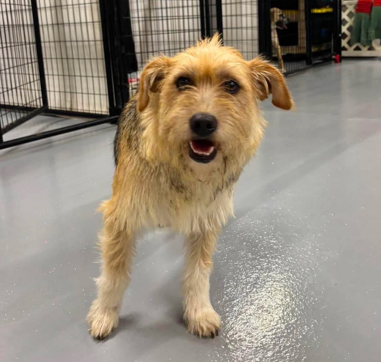 Sally - Terrier