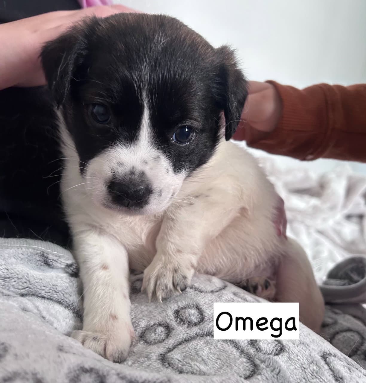 Omega - Pit Bull Terrier