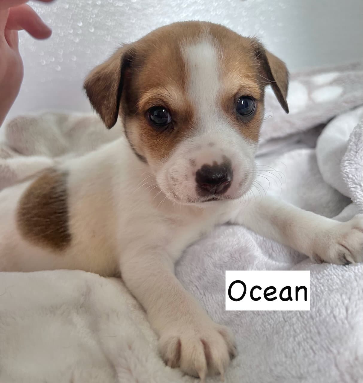 Ocean - Pit Bull Terrier