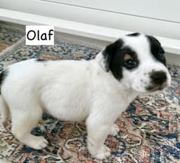 Olaf image 1