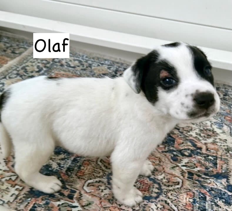 Olaf - Pit Bull Terrier