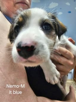 Nemo image 4