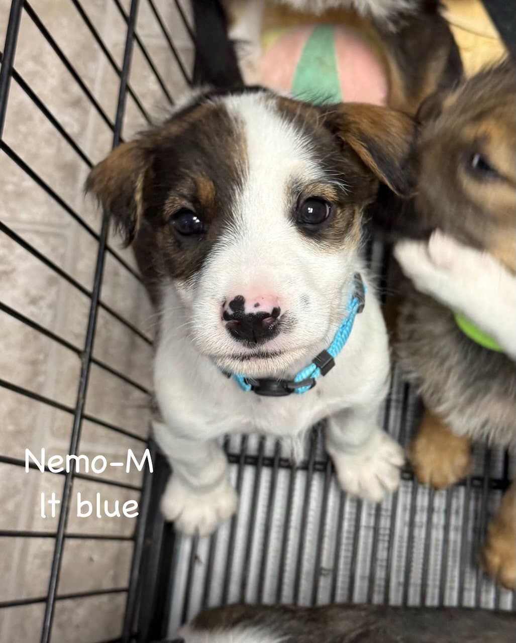 Nemo - Hound