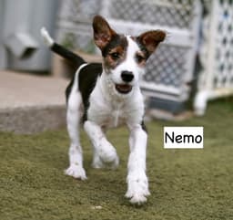 Nemo image 3