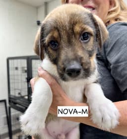 Nova image 3