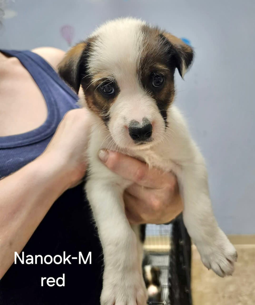 Nanook - Terrier