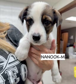 Nanook image 2