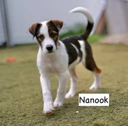 Nanook image 3