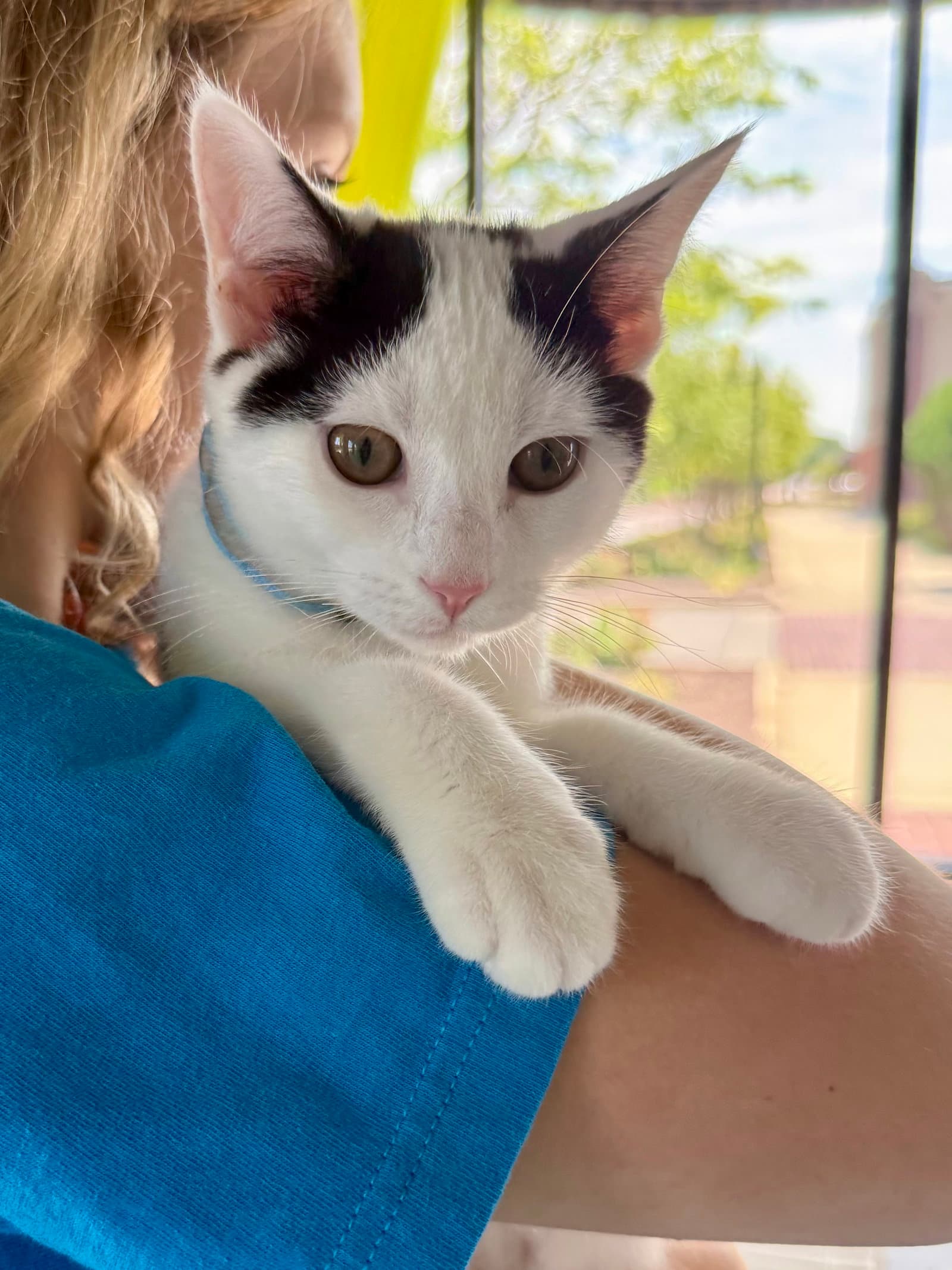 Cat - Oreo - Domestic Short Hair