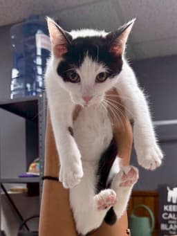 Cat - Olivia image 2