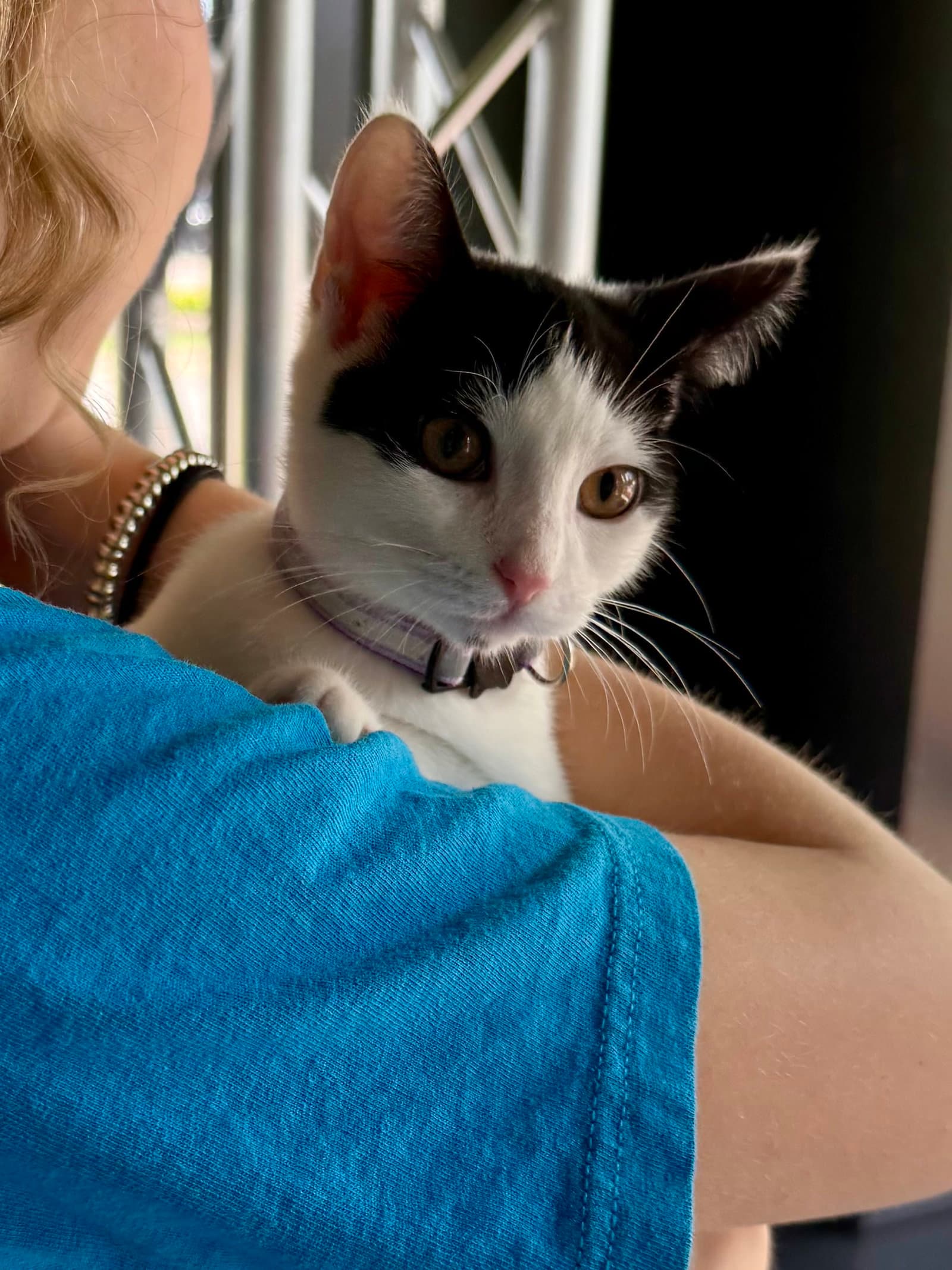 Cat - Olivia - Domestic Short Hair