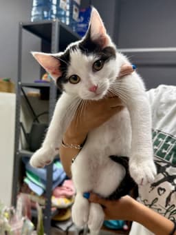 Cat - Oscar image 2