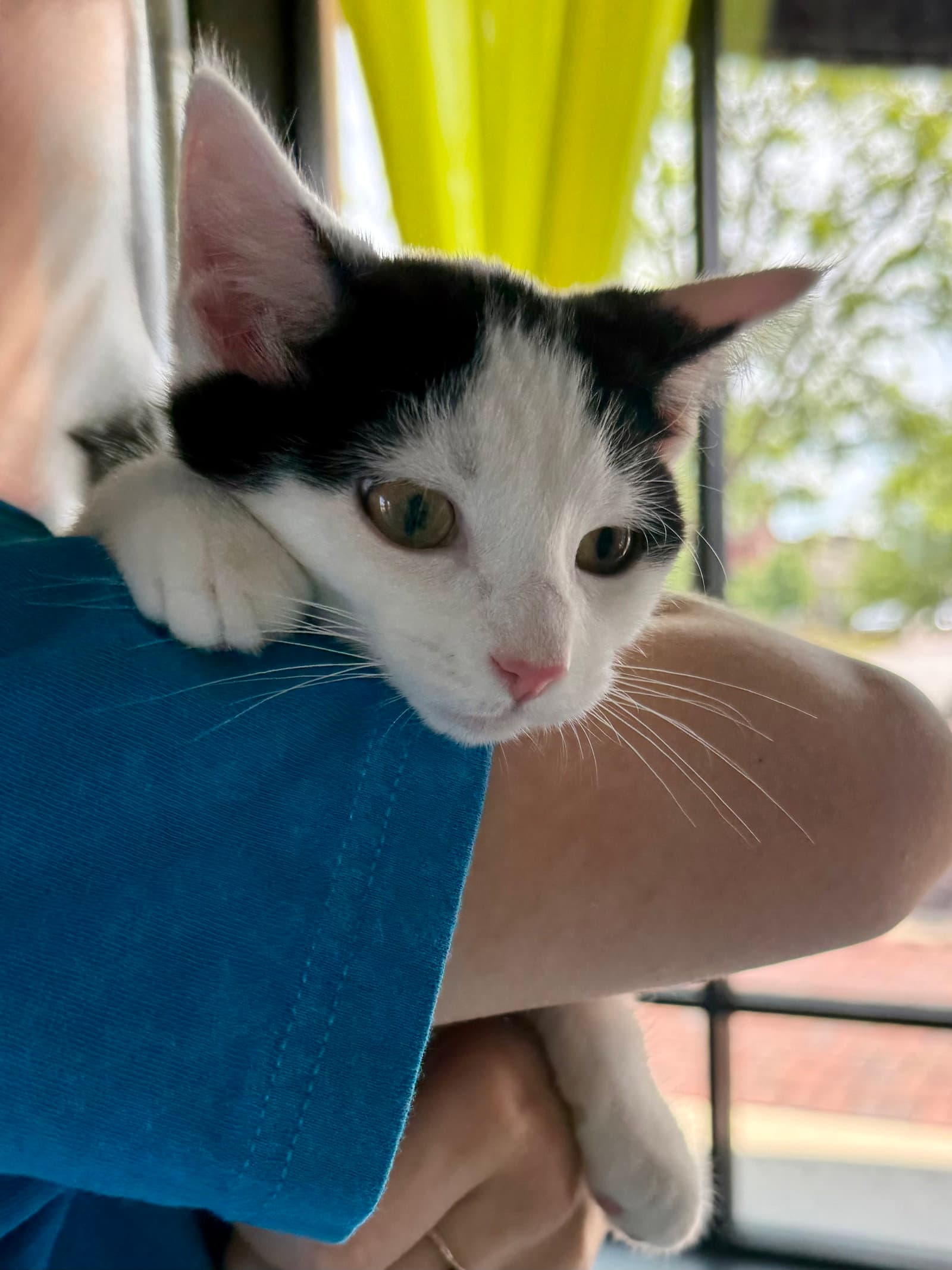 Cat - Oscar