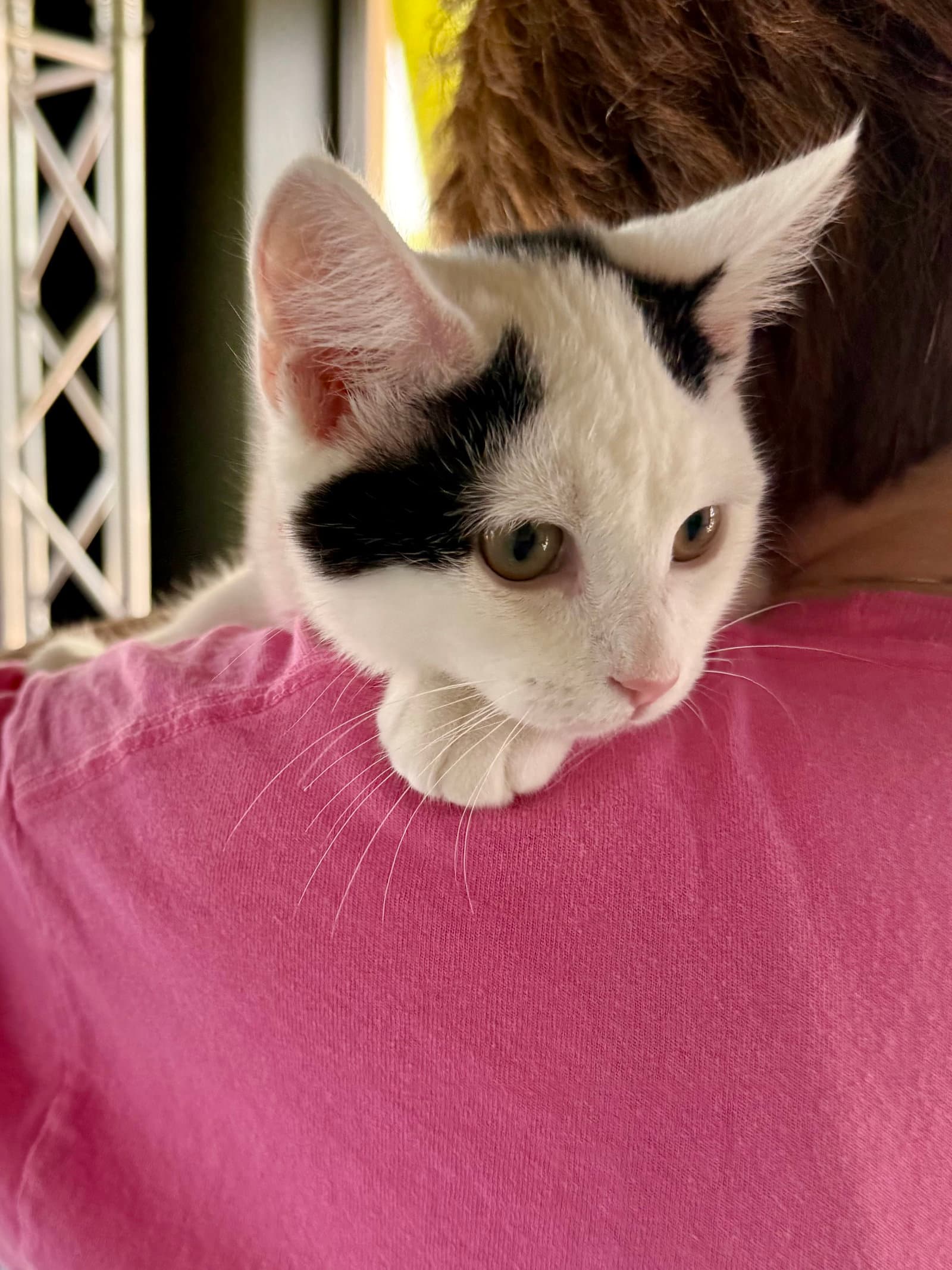 Cat - Oliver - Domestic Short Hair