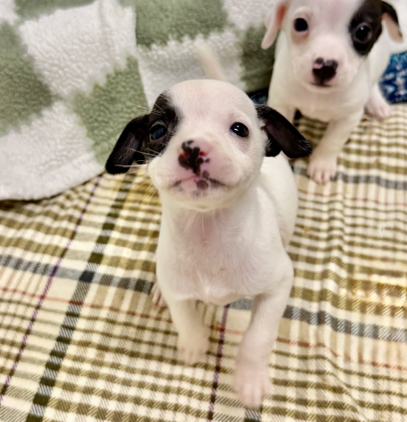 Dot - Chihuahua
