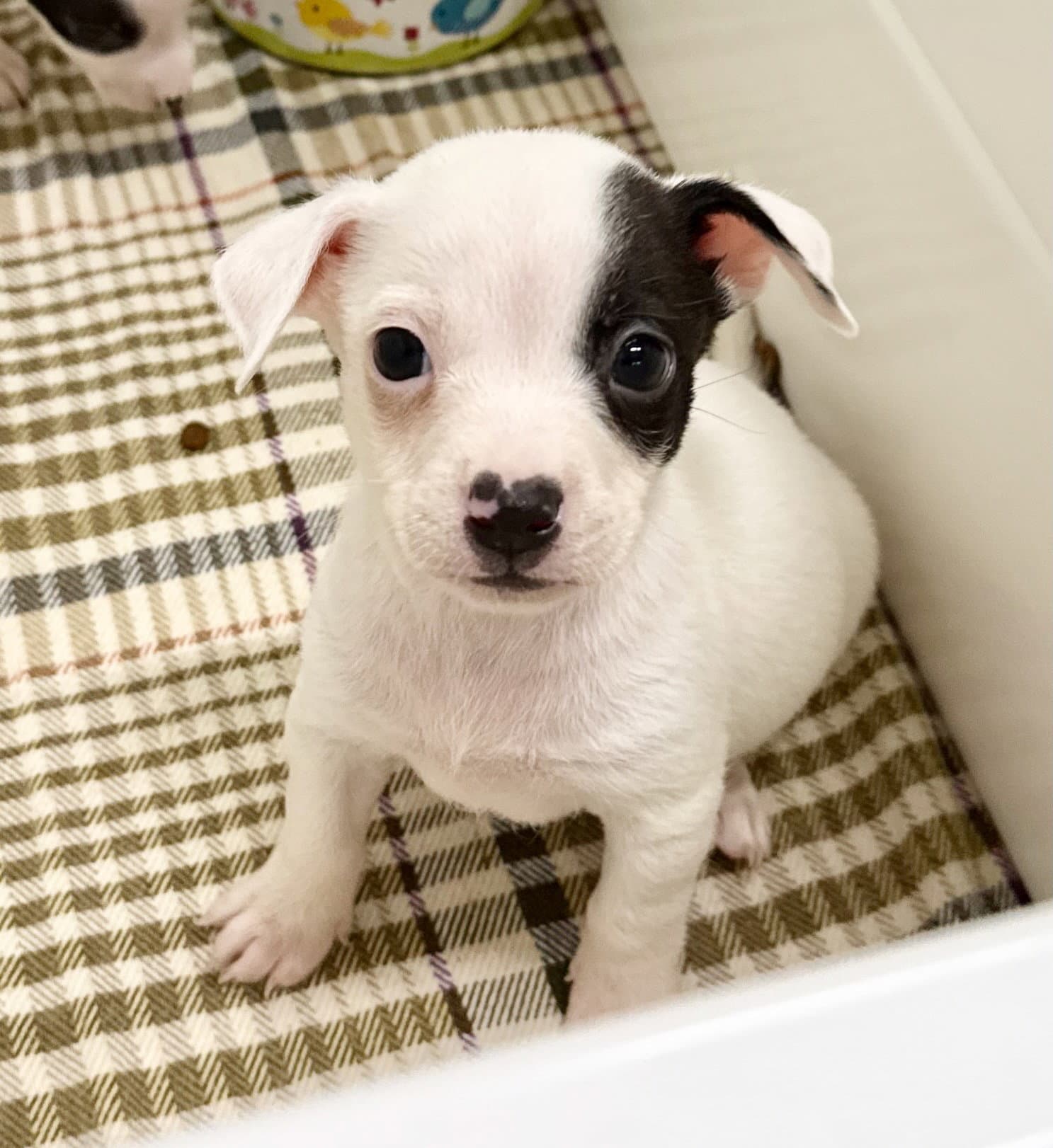 Spot - Chihuahua