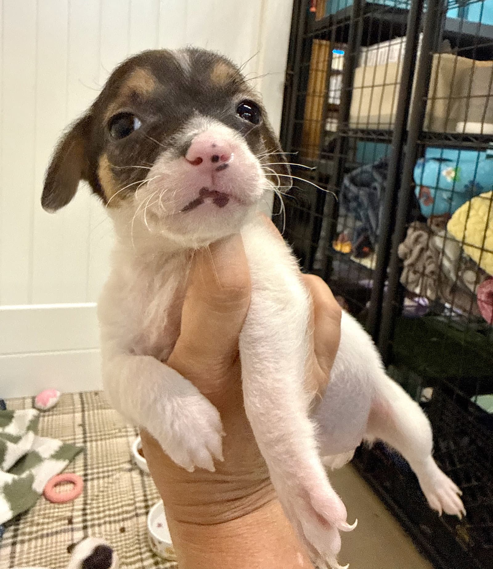 Dominoe - Chihuahua