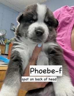 Phoebe image 3