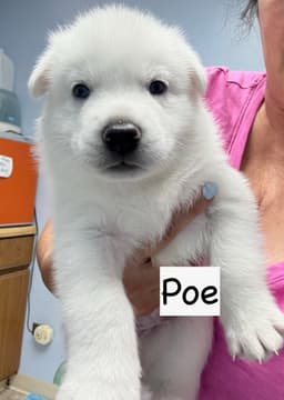 Poe image 4