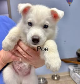 Poe image 3