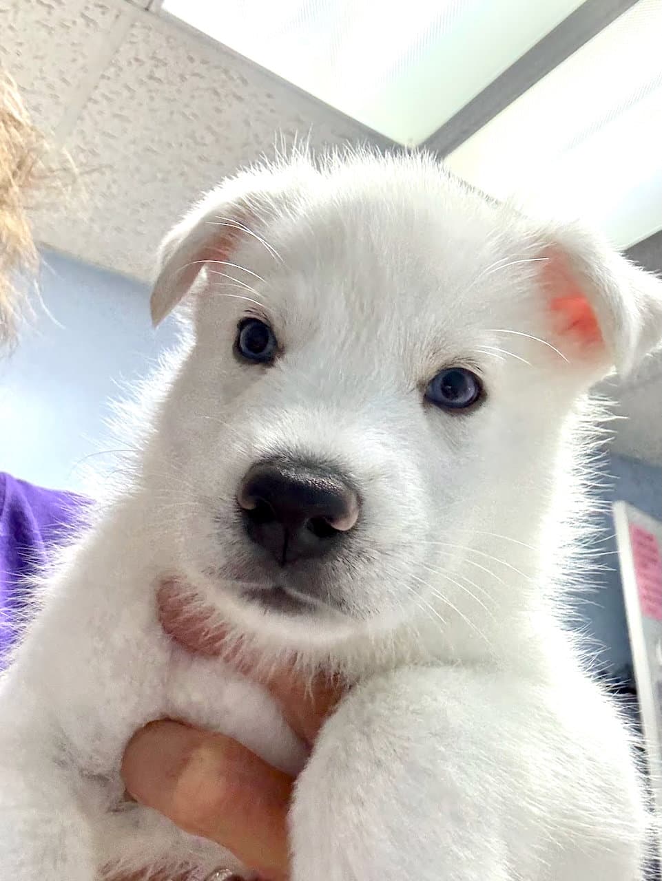 Poe - Husky