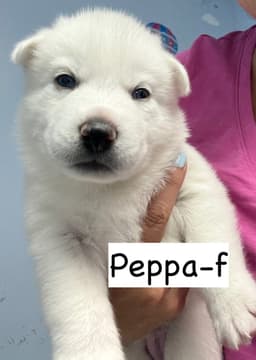 Peppa image 3