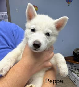 Peppa image 2
