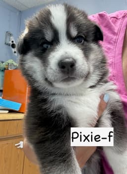 Pixie image 3