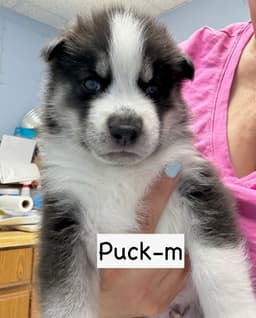 Puck image 3