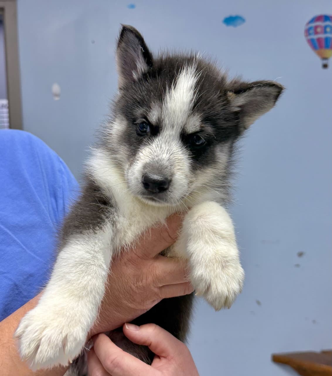 Puck - Husky