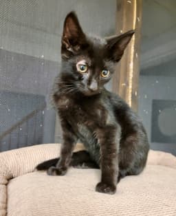 Cat - Penny image 3