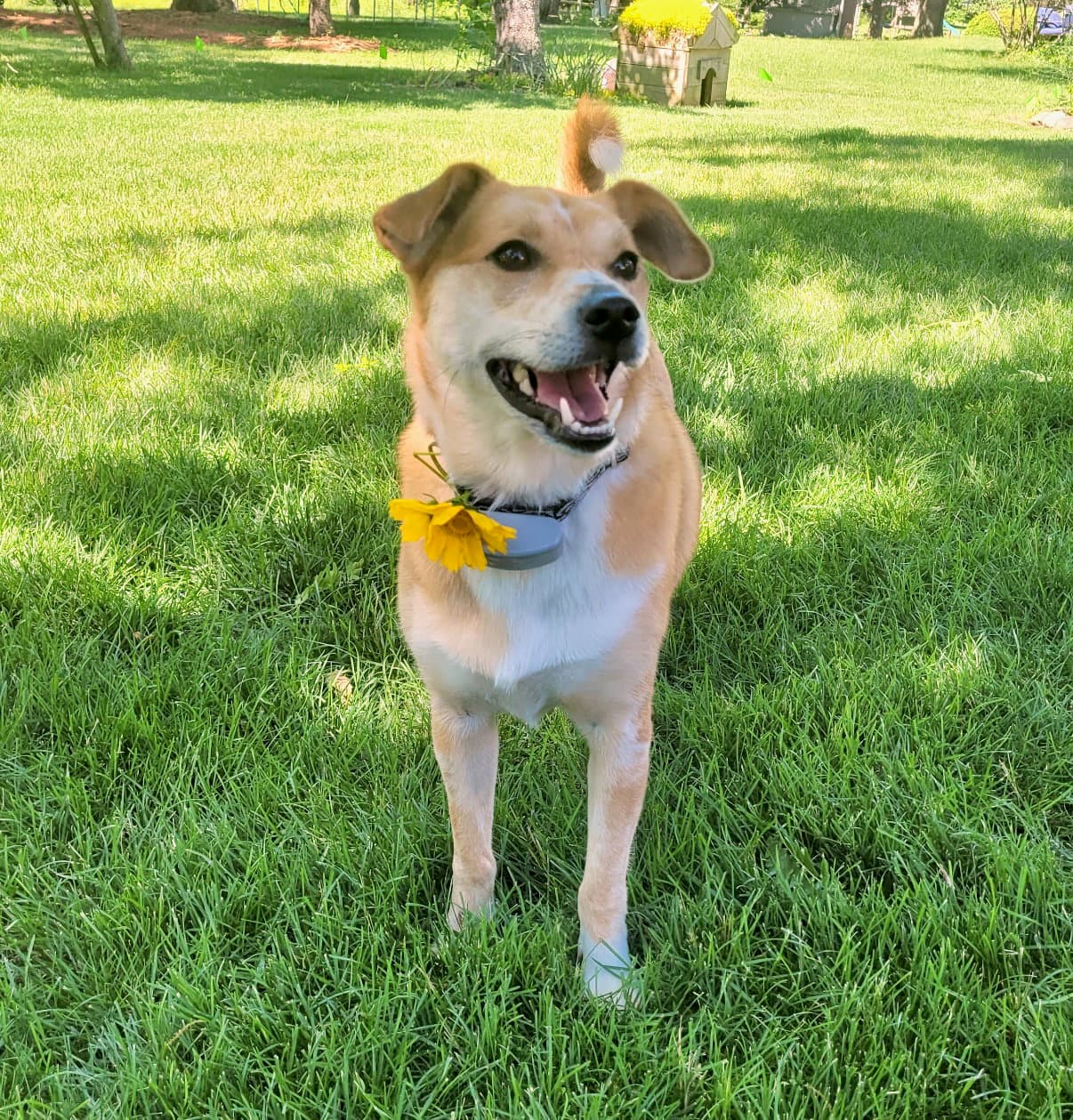 Aurora - Terrier