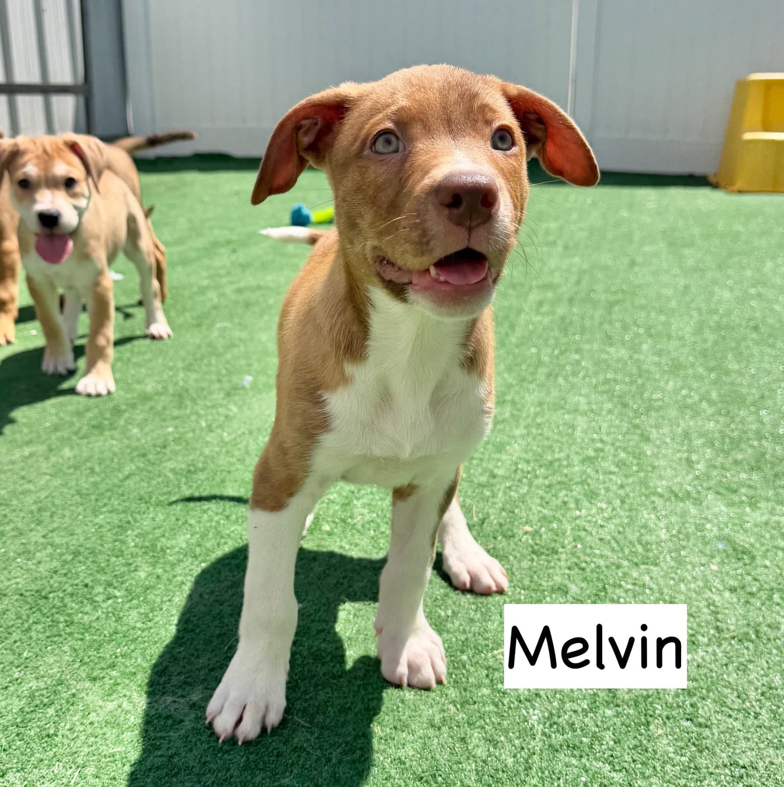Melvin - Pit Bull Terrier