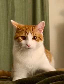 Cat - Quincy Chips image 1