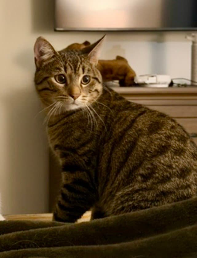 Cat - Quinn Pickles - Domestic Short Hair
