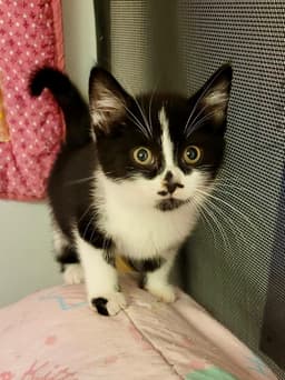 Cat - Rory image 1
