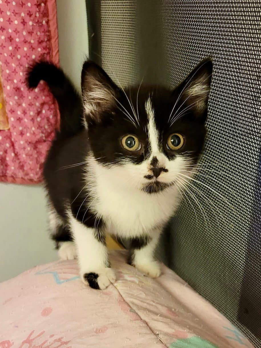 Cat - Rory