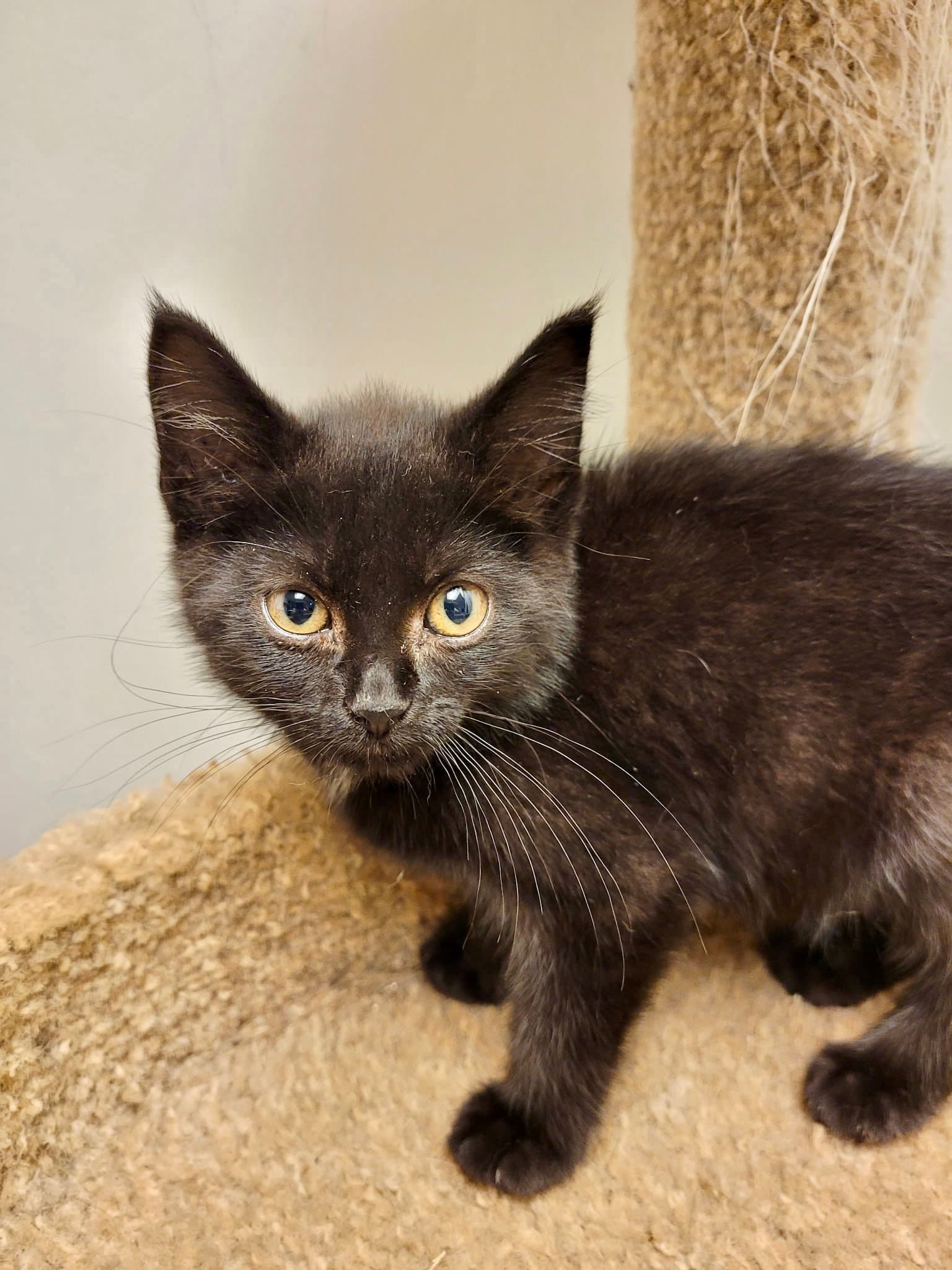 Cat - Ruby - Domestic Short Hair