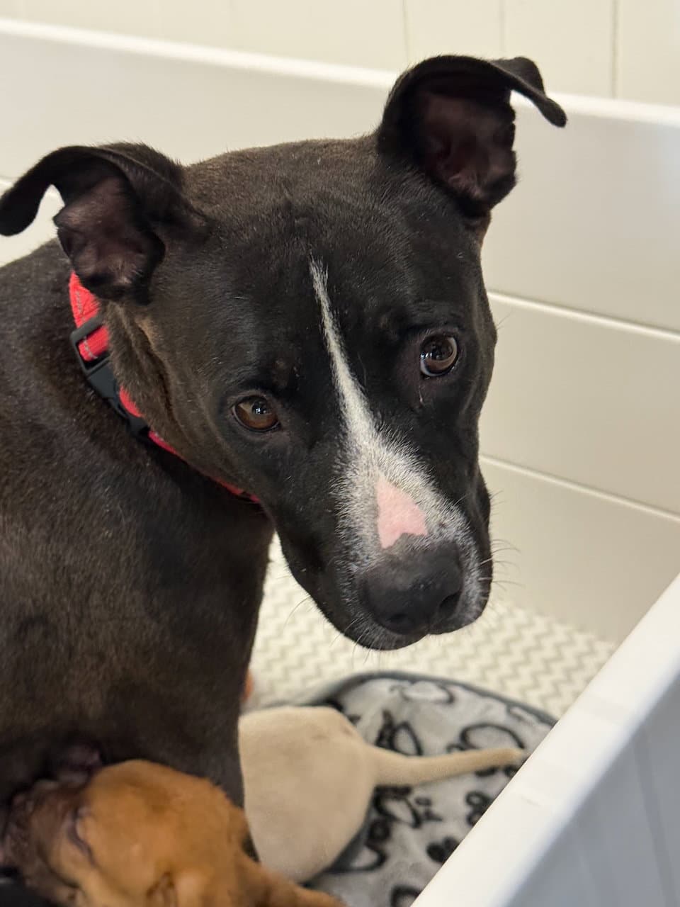Queenie - American Staffordshire Terrier