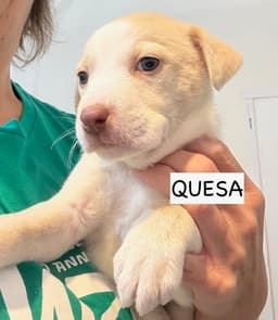 Quesa image 1