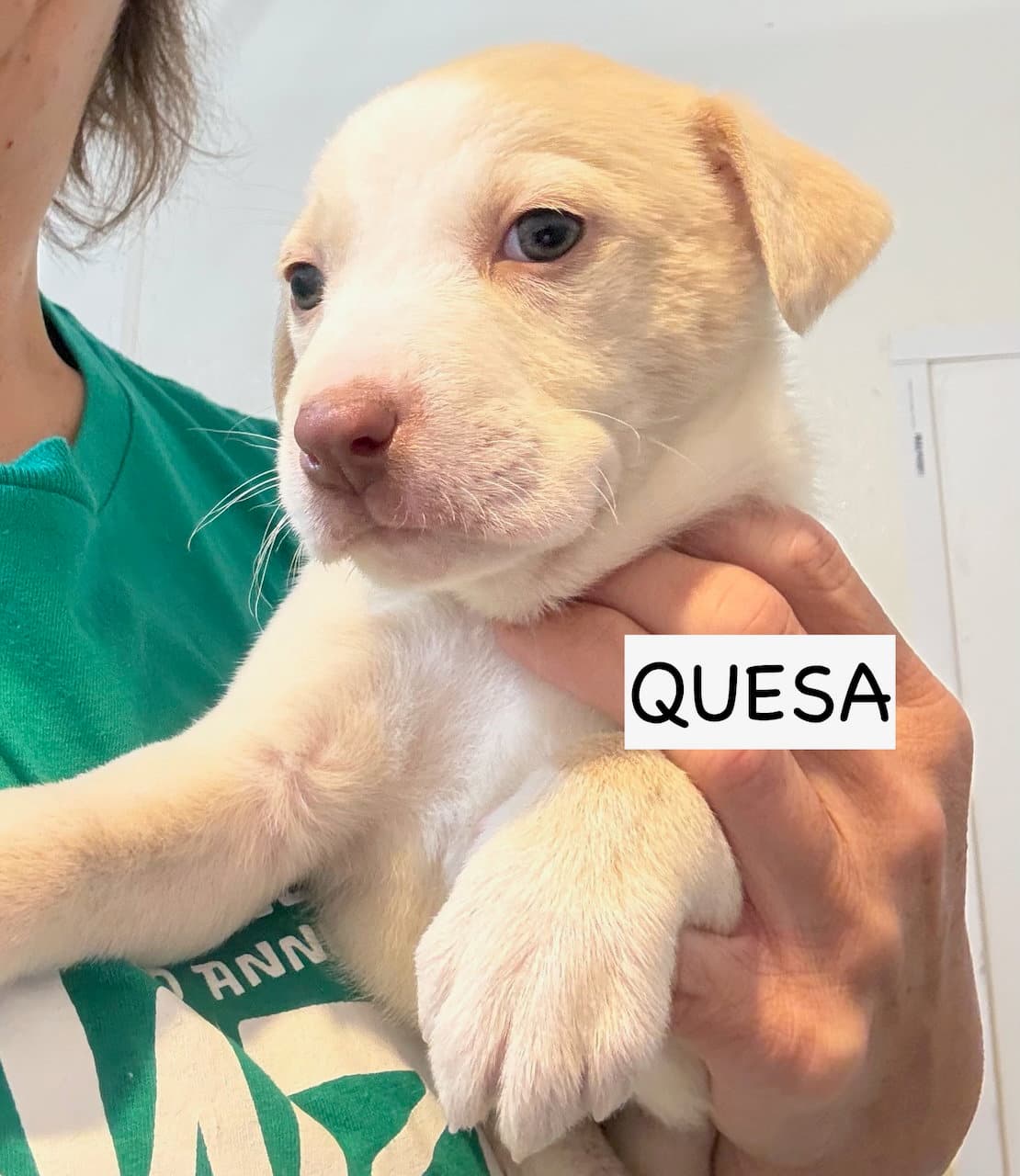 Quesa - American Staffordshire Terrier