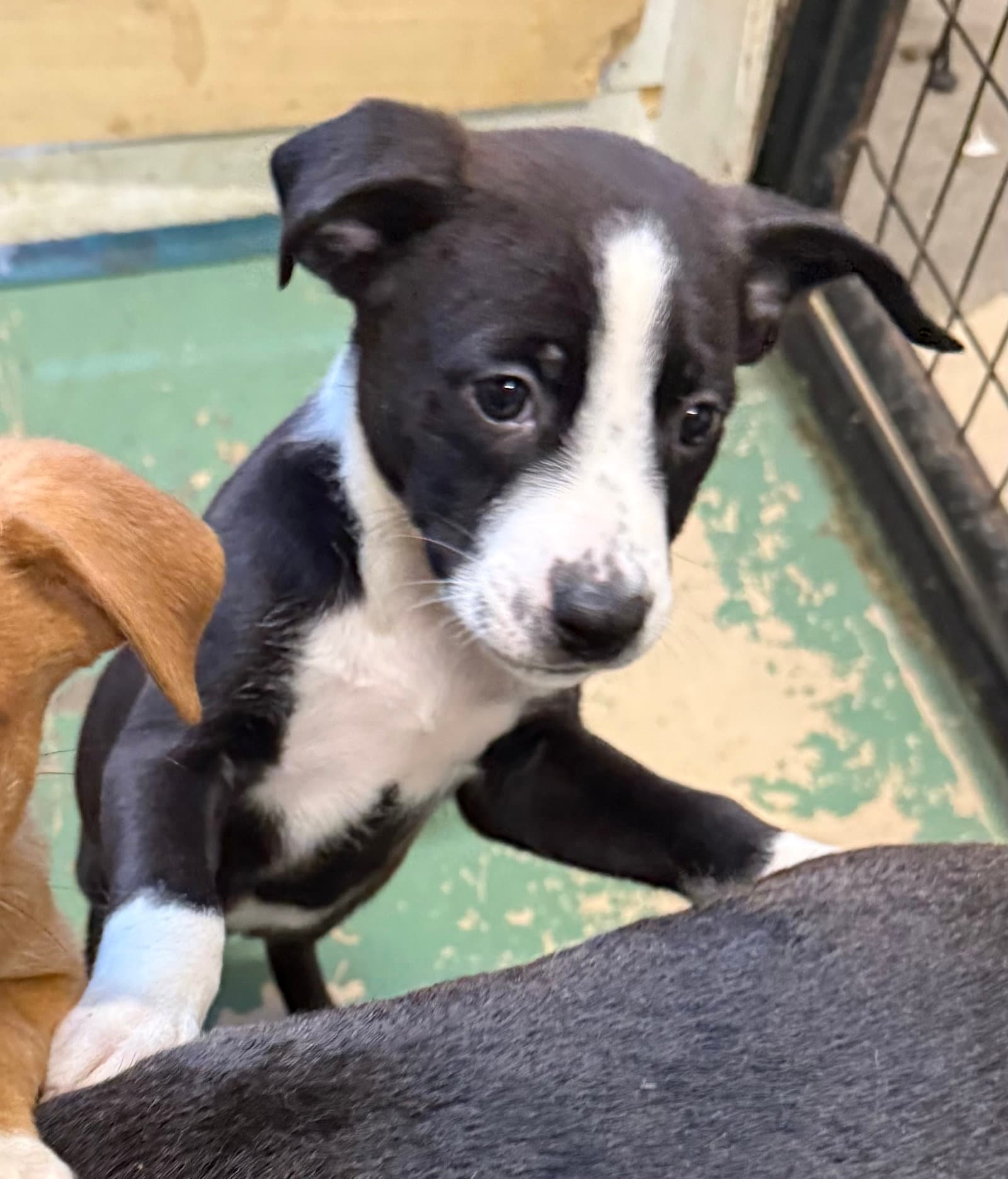 Quincy - American Staffordshire Terrier