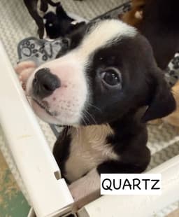 Quartz image 2